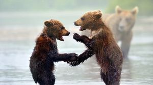 Превью обои медведи, медвежата, детеныши, вода, туман