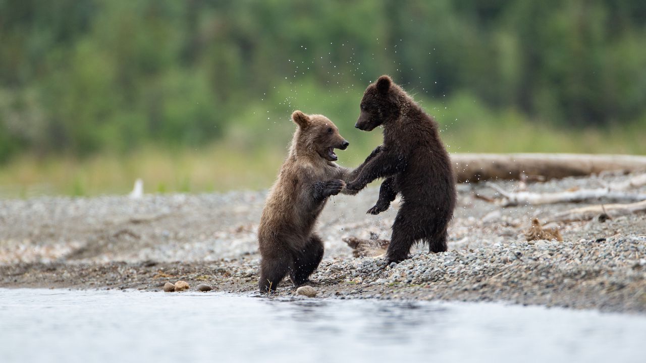 Обои медведи, медвежата, животные, вода, брызги, милый
