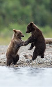 Превью обои медведи, медвежата, животные, вода, брызги, милый