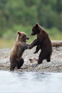 Превью обои медведи, медвежата, животные, вода, брызги, милый