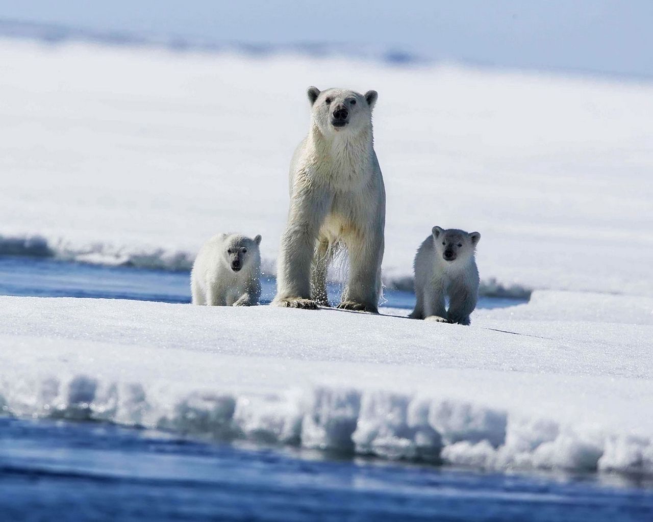 Природные зоны россии арктические пустыни животные. Белые медведи в Арктике. Арктические пустыни. Белый медведь в арктической пустыне. Животные из Арктики Росси.
