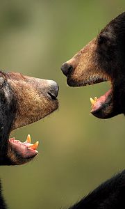 Превью обои медведи, пара, агрессия