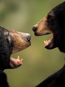 Превью обои медведи, пара, агрессия