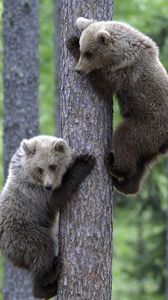 Превью обои медведи, пара, дерево, лазать, лес, детеныши