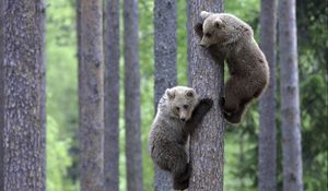 Превью обои медведи, пара, дерево, лазать, лес, детеныши