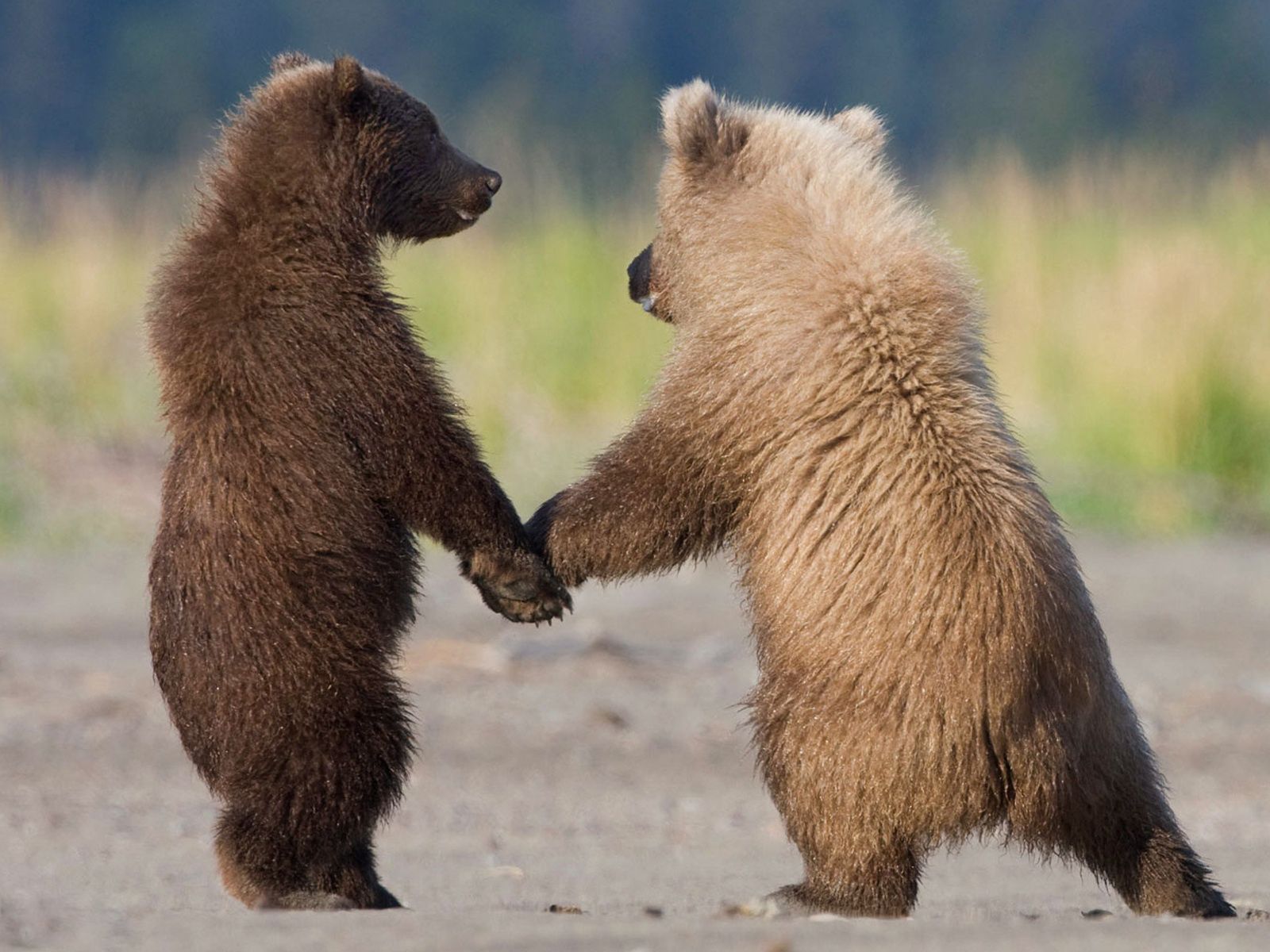 Почему 2 медведя. Медведи обнимаются. Медвежата обнимаются. Медведи любовь. Мишки обнимаются.
