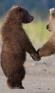 Превью обои медведи, пара, шерсть, семья, забота