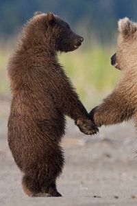 Превью обои медведи, пара, шерсть, семья, забота