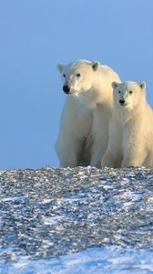 Превью обои медведи, полярные медведи, семья, снег