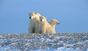 Превью обои медведи, полярные медведи, семья, снег