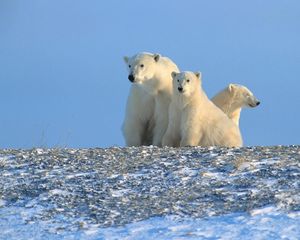 Превью обои медведи, полярные медведи, семья, снег