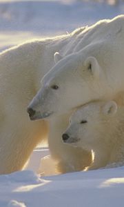 Превью обои медведи, полярные медведи, семья, детеныши