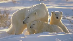 Превью обои медведи, полярные медведи, семья, детеныши