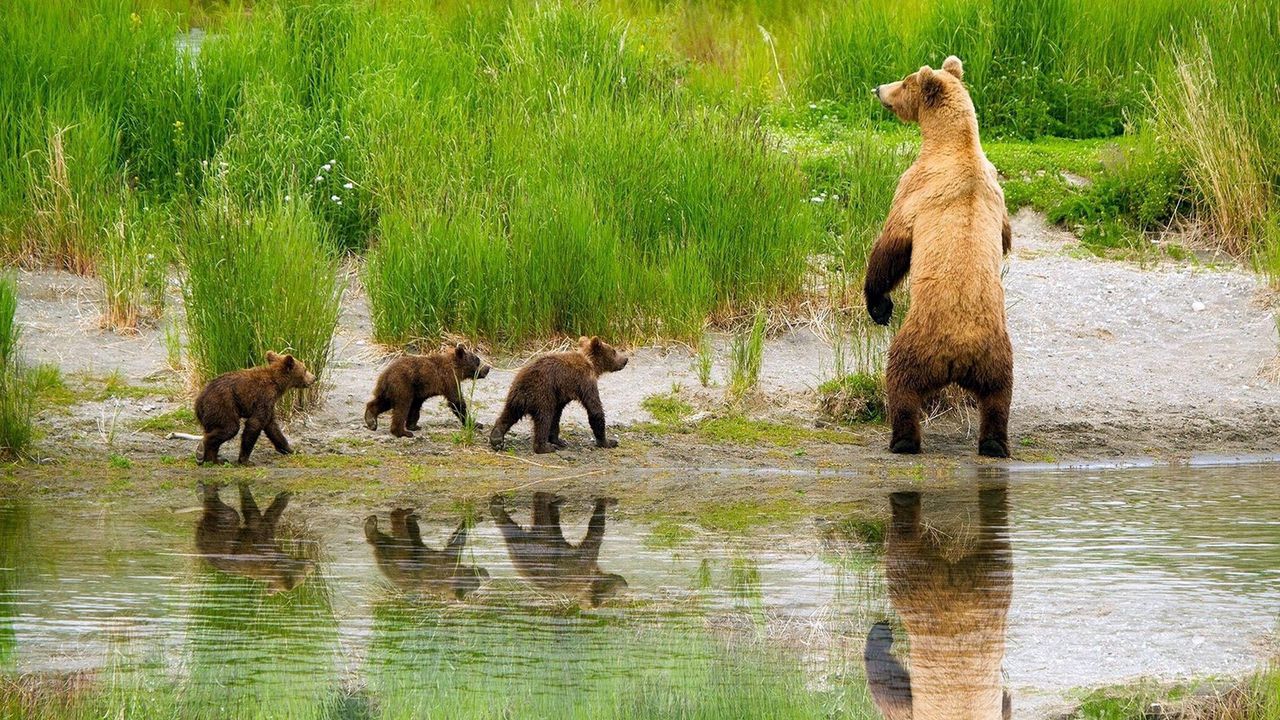 Обои медведи, семья, детеныши, забота, охота, трава, озеро