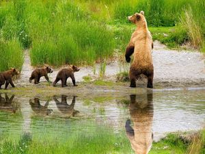 Превью обои медведи, семья, детеныши, забота, охота, трава, озеро