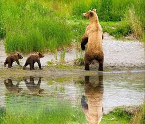 Превью обои медведи, семья, детеныши, забота, охота, трава, озеро