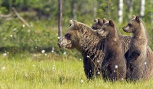 Превью обои медведи, семья, детеныши, прогулка