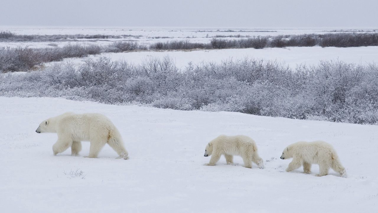 Обои медведи, снег, прогулка, семья, полярные медведи
