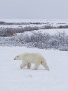 Превью обои медведи, снег, прогулка, семья, полярные медведи