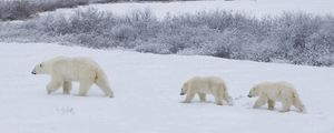Превью обои медведи, снег, прогулка, семья, полярные медведи