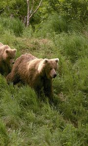 Превью обои медведи, трава, прогулка