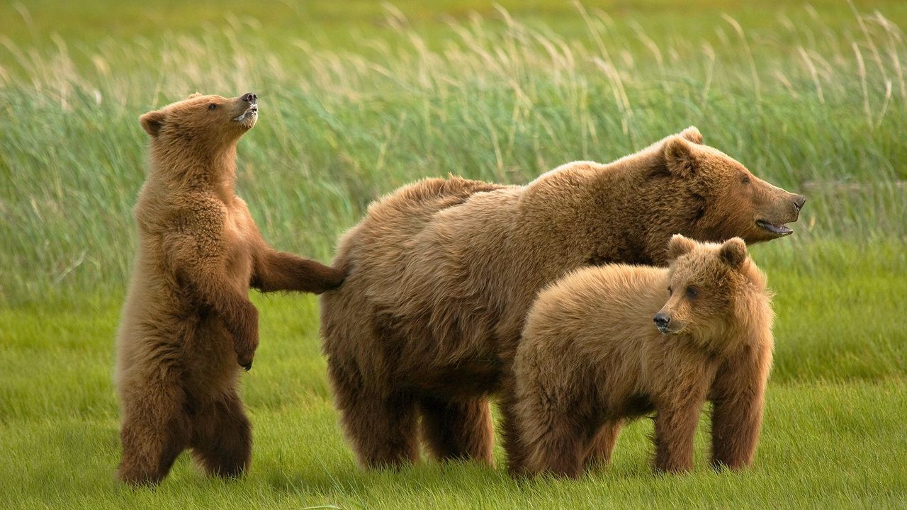 Обои медведи, трава, семья