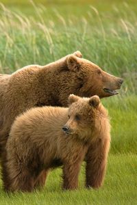 Превью обои медведи, трава, семья