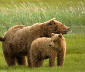 Превью обои медведи, трава, семья
