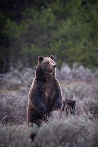 Превью обои медведица, детеныш, животные, дикая природа