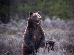 Превью обои медведица, детеныш, животные, дикая природа