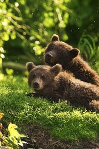 Превью обои медвежата, детеныши, пара, трава, лежать