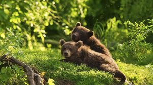 Превью обои медвежата, детеныши, пара, трава, лежать