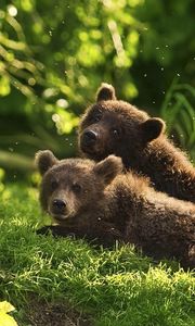 Превью обои медвежата, пара, трава, лежать