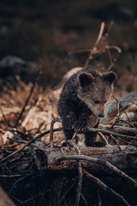 Превью обои медвежонок, медведь, коричневый, зверь, дикая природа