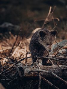 Превью обои медвежонок, медведь, коричневый, зверь, дикая природа