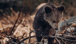 Превью обои медвежонок, медведь, коричневый, зверь, дикая природа