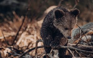 Превью обои медвежонок, медведь, коричневый, зверь, дикая природа