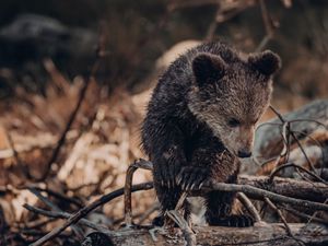 Превью обои медвежонок, медведь, коричневый, зверь, дикая природа