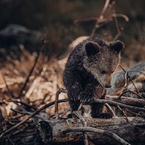 Превью обои медвежонок, медведь, коричневый, зверь, дикая природа