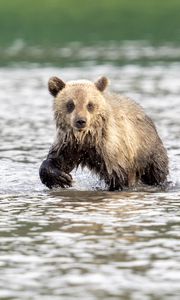 Превью обои медвежонок, медведь, река, дикий, животное, мокрый