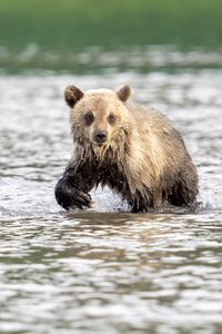 Превью обои медвежонок, медведь, река, дикий, животное, мокрый