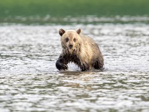 Превью обои медвежонок, медведь, река, дикий, животное, мокрый