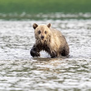 Превью обои медвежонок, медведь, река, дикий, животное, мокрый