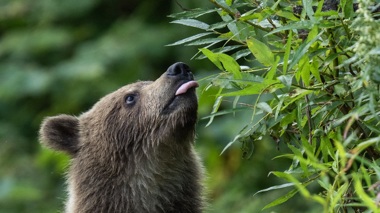 Обои медвежонок, медведь, высунутый язык, дикий, животное, листья
