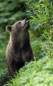 Превью обои медвежонок, медведь, высунутый язык, дикий, животное, листья