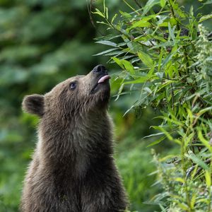 Превью обои медвежонок, медведь, высунутый язык, дикий, животное, листья