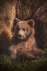 Превью обои медвежонок, медведь, забавный, милый, животное