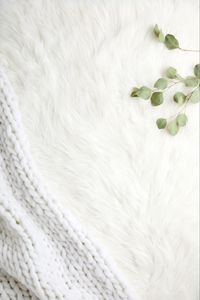 Превью обои мех, ворс, ветки, листья, белый