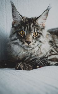 Превью обои мейн-кун, кот, серый, взгляд, питомец