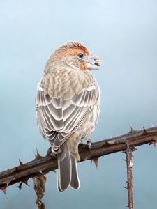 Превью обои мексиканская чечевица, птица, клюв, ветка, шипы